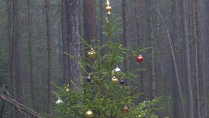 Bild: lgc
Zur Weihnachtszeit ist es wieder soweit. Plötzlich sind in den Wäldern geschmückte Christbäume zu finden.