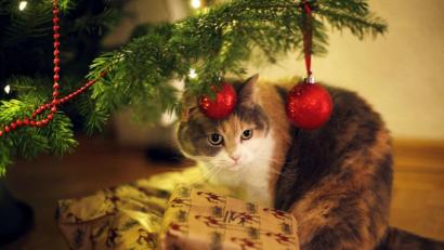 Bild: Ina Fassbender
Eine Katze beobachtet fasziniert den glitzernden Weihnachtsschmuck am Tannenbaum. Katzenbesitzer sollten allerdings auf Lametta verzichten. Es kann gefährlich für Darm oder Speiseröhre werden. Foto: Ina Fassbender/dpa-tmn