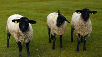 Symbolbild: Charly Triballeau
Bei der Kontrolle eines Autos im Landkreis Unterallgäu entdeckten Polizisten im Kofferraum des Wagens aus Mittelfranken drei lebende Schafe.
