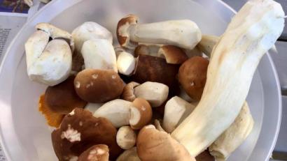 Bild: upl
Schwammer-Schwemme im Landkreis Amberg-Sulzbach: Heuer gibt es in den Wäldern besonders viele Steinpilze.