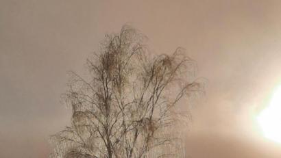 Bild: Gabi Mayerhöfer/exb
Bei einem Spaziergang gelang Gabi Mayerhöfer aus Bärnau dieses Foto. Sie betitelte es mit "Glasbaum".