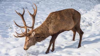 Bild: bsc
Der Naturpark Steinwald bittet in diesem Winter besonders um Rücksicht auf die Wildtiere. Neben der im Winter üblichen Nahrungsknappheit können Hirsch (Bild) und Reh auch unter dem Fehlverhalten durch Menschen bei ihren Freizeitaktivitäten leiden.