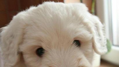 Symbolbild: Nestor Bachmann/dpa
Die Polizei hat im Berchtesgadener Land insgesamt 17 Hundewelpen an nur einem Tag gefunden. Die Tiere waren teils viel zu jung für den Transport.