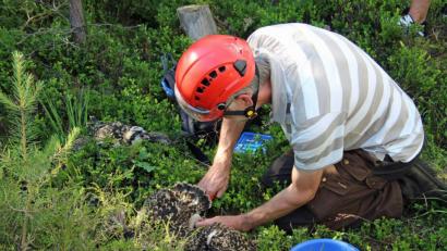 Bild: Hans Heimler/exb
Ein Foto mit Seltenheitswert: Drei junge Fischadler werden von dem eigens angereisten Experten Daniel Schmidt-Rothmund beringt. Danach kommen die raren Jungvögel so behutsam wieder in ihr Nest zurück, wie man sie vorher herab auf den Boden gebracht hatte.