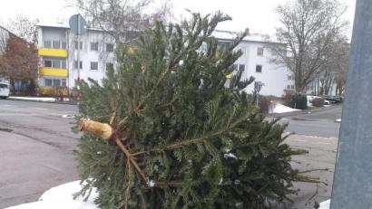 Bild: tk
Die Sammelcontainer stehen noch gar nicht, aber der erste illegal entsorgte Baum liegt bereits an der Merianstraße. Die Aufnahme stammt vom Sonntag, 3. Januar.