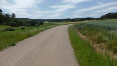 Bild: exb
Ein Foto aus dem Verfahrensgebiet Guteneck-Weidenthal zeigt die zukünftige Standardbauweise der Wegtrassen in Fronhof und Siegelsdorf. Die neuen Wege verfügen über eine befahrbare Kronenbreite von 4,5 Meter.
