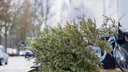 Symbolbild: Marcel Kusch/dpa
Wohin mit dem alten Christbaum? Vereine und Organisationen dürfen ihre Aktionen nur mit Ausnahmegenehmigung durchziehen.