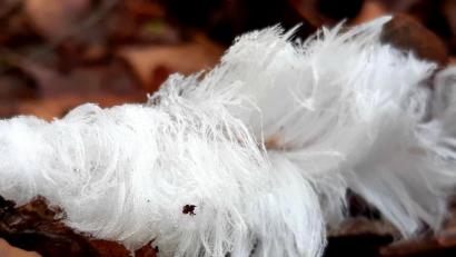 Bild: Wolfgang Winter/exb
Wie Zuckerwatte sieht das Haar-Eis in der Mooslohe aus.