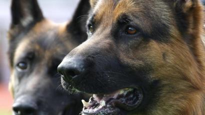 Bild: Sebastian Gollnow/dpa
Zwei Schäferhunde sind bei einer Hasenjagd in den Straßenverkehr geraten.