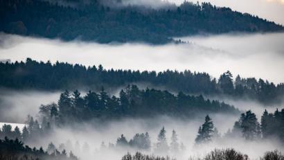 Symbolbild: Armin Weigel/dpa
Im Kreis Tirschenreuth hat jemand Fleischabfälle in der Natur entsorgt.
