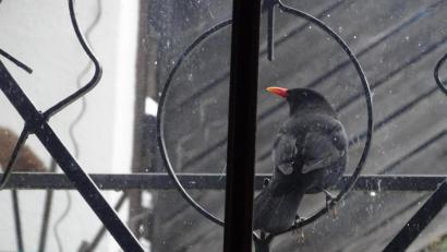 Bild: Houschka
Da ist sie wieder: Bei ihrer Futtersuche nimmt die Amsel auf dem Gitter vor einem Kellerfenster Platz, haut mit dem Schnabel gegen die Scheibe und bekommt gleich darauf ihre Tagesration an Körnern.