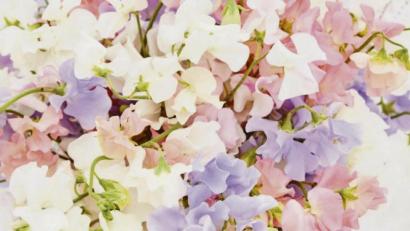 Bild:  Braut &amp; Bräutigam Magazin/dpa
Der Brautstrauß ist eines der wichtigsten Accessoires für die Braut. Zu den Trendfarben gehören derzeit Flieder- und zarte Lilatöne.