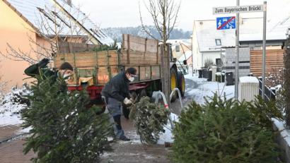Bild: gf
Gut beschäftigt ist die Junge Union Poppenricht-Traßlberg, als sie am Samstagvormittag die am Straßenrand abgelegten Christbäume einsammelt und zum Wertstoffhof in Traßlberg bringt.