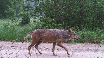 Archivbild: BlmA - Bundesforst
Dieses Foto eines Wolfs auf dem Truppenübungsplatz Hohenfels gelang am 8. Juni 2020. Seit dem Nachweis vom November gilt der Wolf hier als standorttreu.