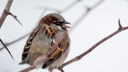 Symbolbild: Lukas Schulze/dpa
Ein Haussperling sitzt auf einem Ast. In der Stadt Amberg ist er der häufigste auftauchende Vogel. Im Landkreis Amberg-Sulzbach konnte er am zweithäufigsten beobachtet werden.