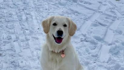 Bild: Thomas Kappl/exb
Die Golden-Retriever-Hündin Lia ist nach vier Tagen wieder daheim.