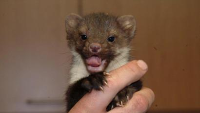 Archivbild: Petra Hartl
Diesmal unschuldig: Der Marder hatte die Schäden nicht verursacht, die in den Meldungen an die Versicherung angegeben waren.