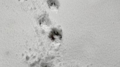 Bild: Eichl
Kein Wolf, nur ein mittelgroßer Hund: Der Weidener Förster Wolfgang Winter hat bei einer Online-Veranstaltung der LBV-Kreisgruppe Tierspuren entschlüsselt.