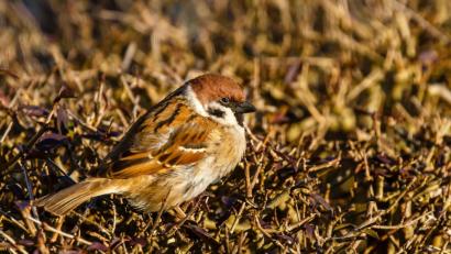 Bild: Hösamer
Der Feldsperling war in diesem Jahr der meistgezählte Wintervogel im Landkreis. Im Unterschied zum Haussperling oder Spatz hat er eine braune Kappe und einen dunklen Wangenfleck.