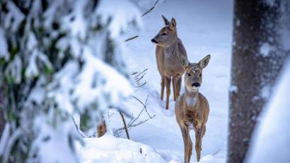 Bild: Martin Hertel/exb
Wildtiere brauchen jetzt Ruhe. Die beiden Rehe im Winterwald bei Mehlmeisel würden bei einer überstürzten Flucht viel zu viel Energie verbrauchen und wären in Lebensgefahr.