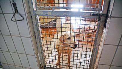 Archivbild: Gabi Schönberger
Ein Hund im Weidener Tierheim. Die Marktgemeinde Kirchenthumbach will den geplanten Neubau unterstützen.