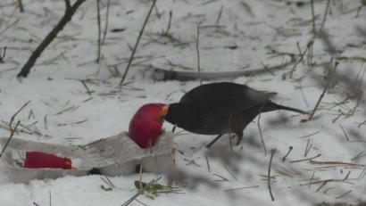 Bild: rn
Eine Amsel lässt sich einen frischen Apfel schmecken.