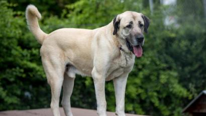 Symbolbild: Christoph Schmidt/dpa
Ein Kangal wie auf dem Bild hat offenbar die Rehe bei Waldershof gerissen.