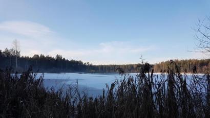 Bild: hzi
Uferbewuchs und eine gefrorene Eisfläche am Häuslweiher.