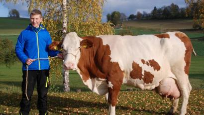 Archivbild: Rudolf Traxinger/exb
Die Kuh „Gusti“ (geboren: 4. November 2006) von Lukas Scharnagl junior aus Dippersreuth (Gemeinde Mähring) ist Landkreisbeste mit der höchsten Lebensleistung im Jahr 2020.