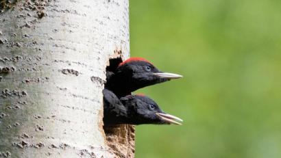 Bild: Günter Klein/exb
Junge Schwarzspechte: Naturfotos wie dieses zeigt die LBV-Kreisgruppe bei einer Online-Veranstaltung, in der auch die Arbeit im schwierigen vergangenen Jahr vorgestellt wird.