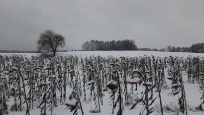 Bild: Josef Wittmann/exb
"Der Winter bietet viele schöne Bilder und Geheimnisse", schreibt Josef Wittmann und schickt der Amberger Zeitung dieses Foto, aufgenommen am Dorfrand von Krickelsdorf. Die Vögel hätten ihre Freude an diesen Sonnenblumen als Winterfutter, erklärt Wittmann, und sendet dazu folgende Zeilen: 
"Da stehen sie im Wind und Sturm,
standhaft wie ein Turm. 
Neigen ihren Kopf uns zu,
der Blick ganz starr und voller Ruh.
Gehüllt in einen Mantel aus Schnee und Eis,
geheimnisvoll und ganz in Weiß.
Gebeugt, gereift und in Würde ergraut,
geben von sich keinen Laut.
Umweht von kalter Luft,
abgestorben, aber voller Frucht!"