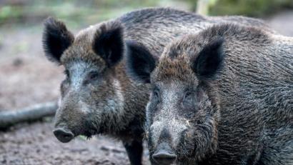 Bild: Jens Büttner/dpa
Bei Wildschweinen in Belgien ist das Schweinepest-Virus nachgewiesen worden.