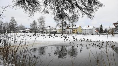 Bild: Petra Hartl
Zurzeit tummeln sich am Auerbacher Großen Stadtweiher vor allem Enten. Aber in einigen Jahren könnte er zum Herzstück einer Landesgartenschau umgestaltet sein.