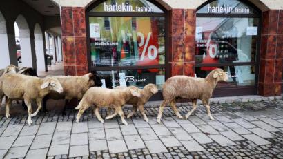Bild: td
Eine Gruppe von Schafen spazierte Mittwochnachmittag durch die Hauptstraße in Richtung Schloßstraße, von wo sie ihr Schäfer hinunter zum Weg an der Naab führte, damit sich die Ausreißer wieder mit der Herde vereinigen konnten.