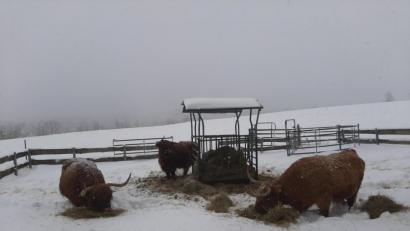 Bild: soj
Ganz gemütlich verbringen die drei Hochlandrinder auf dem Ebnather Kalvarienberg ihren Lebensabend. Solange es nicht zu heiß ist, ist ihnen das Wetter herzlich egal.