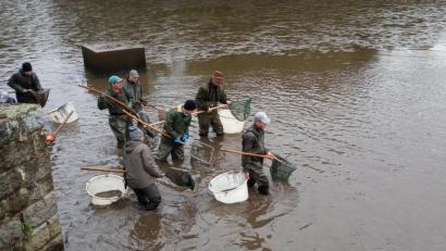 Bild: ak
35 Angler des Kreisfischereivereins beteiligten sich im vergangenen Herbst am Abfischen des Stadtweihers in Kemnath.
