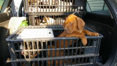 Symbolbild: Polizei Unterfranken/dpa
Die Verkehrspolizei Schweinfurt-Werneck (Bayern) hat am 13.07.2013 auf der A70 ein Auto aus dem Verkehr gezogen, dessen Fahrer insgesamt 78 Hundewelpen verschiedener Rassen im Kofferraum hatte.