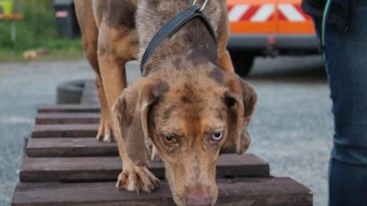 Bild: Clara Hutzler/exb
Immer einsatzbereit: Die Rettungshundestaffel der Feuerwehr Schwarzhofen trainiert außerhalb der Coronapandemie zwei Mal pro Woche. Auf dem Bild ist ein Hund beim Gerätetraining auf dem Hundeübungsplatz zu sehen.