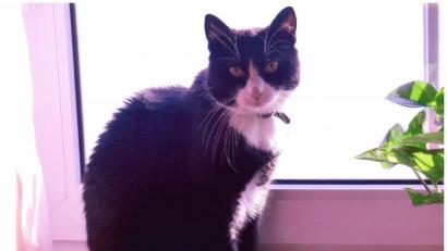 Bild: fuw
Kater Felix überlegt, was er als nächstes vor hat: Hühnchen oder doch lieber ein bisschen dösen?