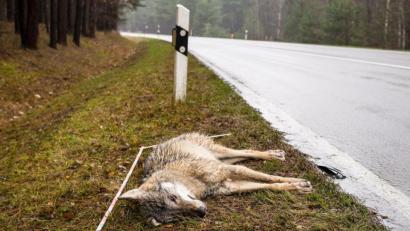 Symbolbild: Kay-Uwe Hartleb
Auch bei Mantel sind gleich zwei Wölfe im Straßenverkehr verendet.