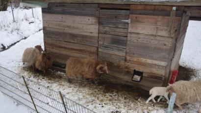 Bild: fz
Auch ungewöhnliche Schafrassen gehören zum Bestand des Tierparks Gleitsbachtal.