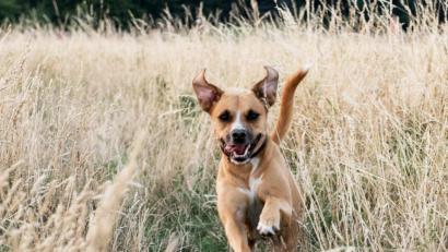 Symbolbild: Robert Günther
Ein Hund tollt durch ein Feld. Auf der B22 bei Oberviechtach hat ein freilaufender Vierbeiner einen Unfall ausgelöst.