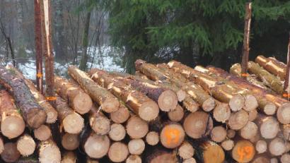 Bild: rn
Die Zuteilung der Rechtholzpolter erfolgt durch Nummervergabe