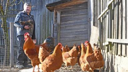 Bild: Gabi Schönberger
Rund 20 Hühner, darunter die Rasse New Hampshire im Vordergrund und Seidenhühner, hält und züchtet Matthias Schönberger in Neuhaus bei Windischeschenbach. Solange es keine Stallpflicht gibt, sei er durch die Vorsorgemaßnahmen gegen die Geflügelpest nicht beeinträchtigt, sagt seine Ehefrau Renate.