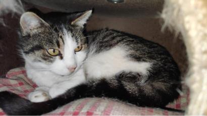 Bild: Maria Krämer/exb
Kater Max, als es ihm noch gut ging. Vermutlich hat er Rattengift gefressen.