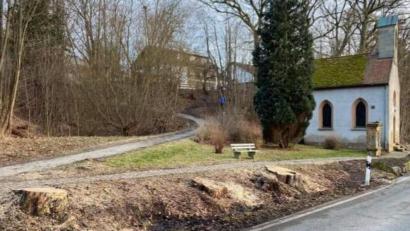 Bild: bey
Nur noch die Baumstümpfe sind zu sehen. Die mussten wegen des Befalls mit dem Brandkrustenpilz gefällt werden, weil sie zur Gefahr für Menschen und den Verkehr geworden wären.