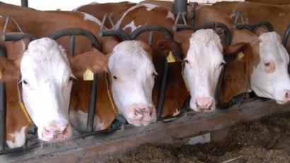 Symbolbild: Petra Hartl
Vier Kühe stehen in einem Stall. Vor dem Schwandorfer Amtsgericht hatte sich ein Landwirt wegen festgestellter Missstände zu verantworten. Er hatte seine Rinder – wie Veterinäre aussagten – im Dreck stehen lassen.