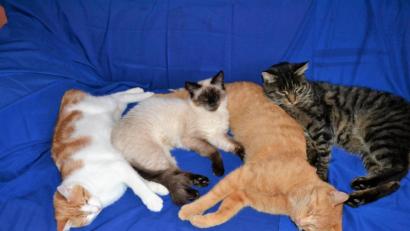 Bild: hcz
Simbi, Belli, Fauchi und Felix.