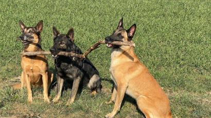 Bild: Eva Faulhaber/exb
Die Hunde Conny, Odin und Eddie (von links) freuen sich schon auf den Spendenlauf am kommenden Wochenende in Krummennaab, den Odins Frauchen Eva Faulhaber organisiert.