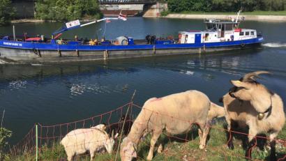 Archivbild: Bayernhafen/Severin Eggerdinger
Schafe und Ziegen beweiden Grasflächen im Hafengebiet, die für technische Geräte schwer zugänglich sind. Wo die Tiere grasen, wird die Artenvielfalt größer